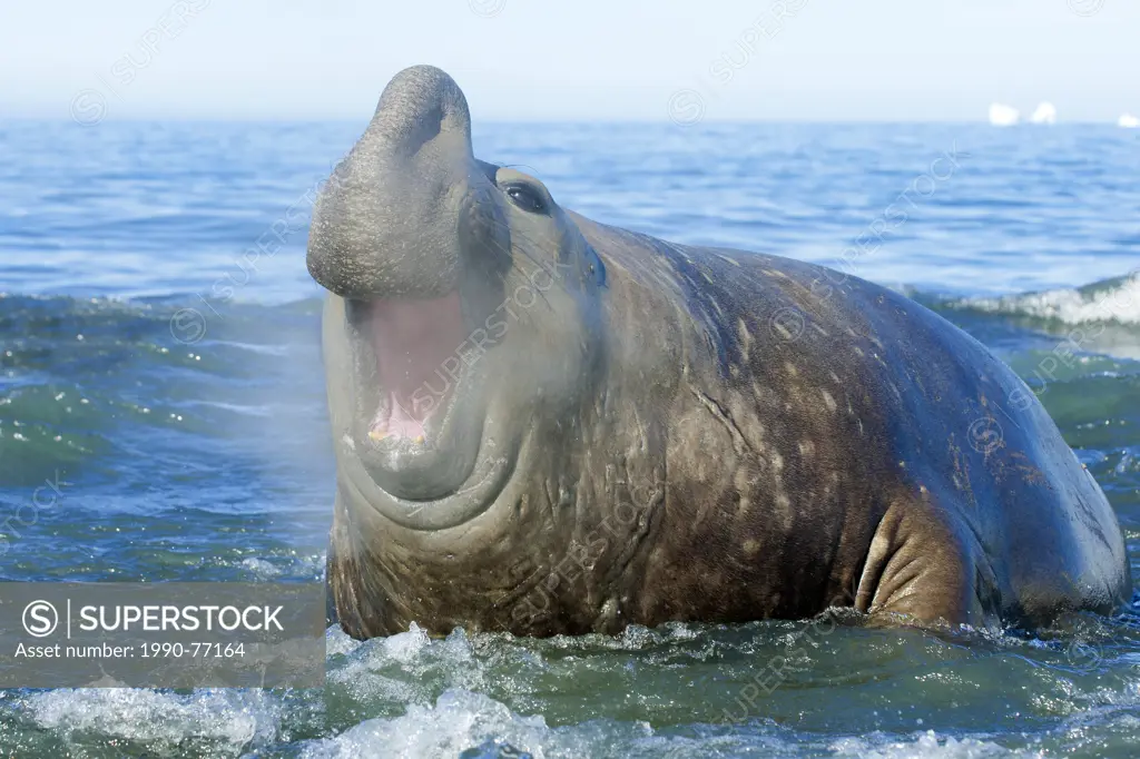 Southern elephant seal (Mirounga leonina) bull bellowing as it comes ashore, St. Andrews Bay, Island of South Georgia, Antarctica