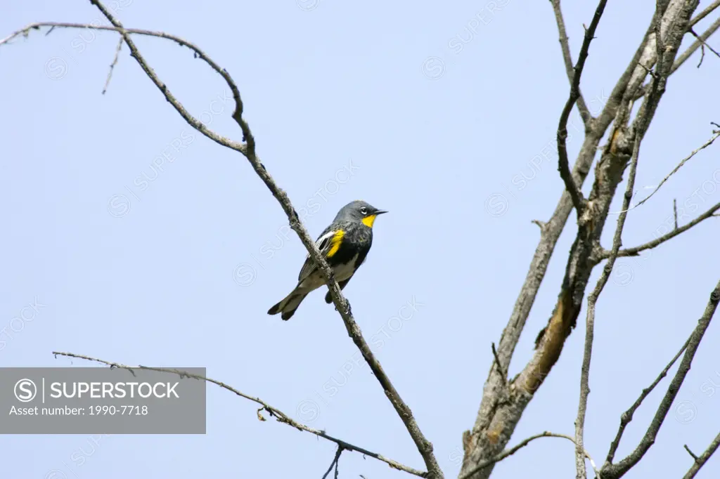 Audobon warbler, British Columbia, Canada