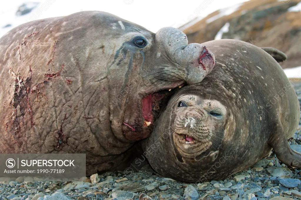 Southern elephant seals (Mirounga leonina) mating, St. Andrews Bay, Island of South Georgia, Antarctica