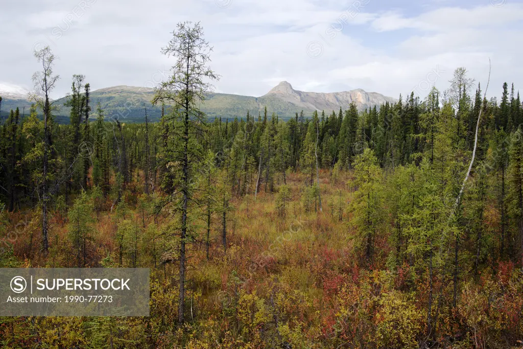 northern lowland bog with stunted tamarack Larix laricina and black spruce Picea mariana , Cassiar mountain ranges in the background, Highway # 37, no...