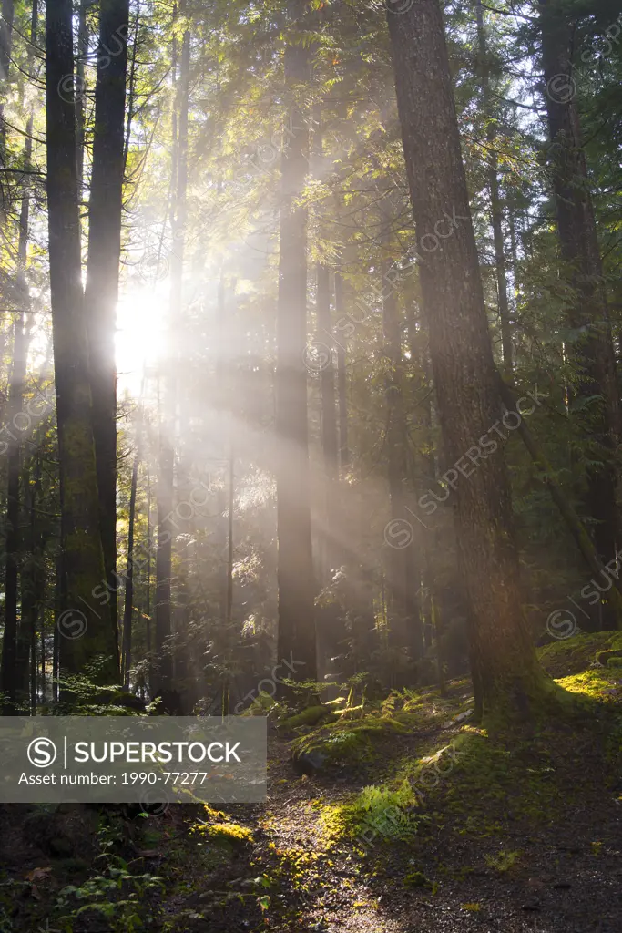 sunburst , sun rays in forest of western hemlock ,Tsuga heterophylla, western redcedar Thuja plicata and Douglas-fir Pseudotsuga menziesii, Alice Lake...