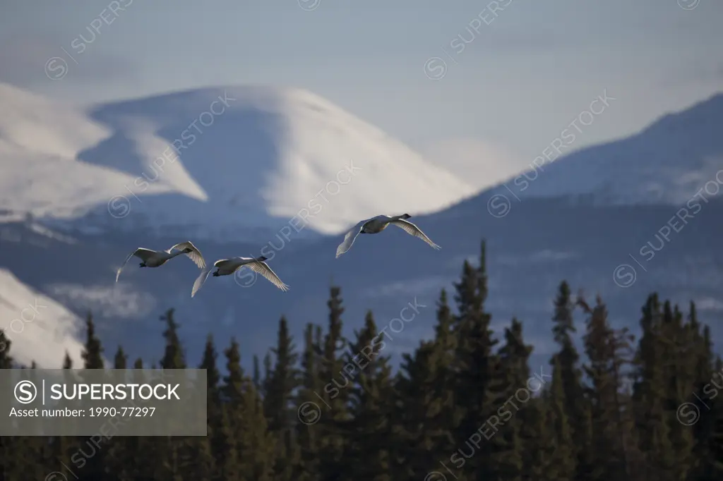 Swans take flight, Tagish, Yukon.