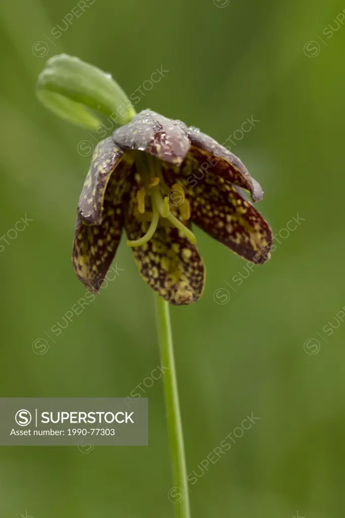 Chocolate Lily, Duncan, British Columbia.