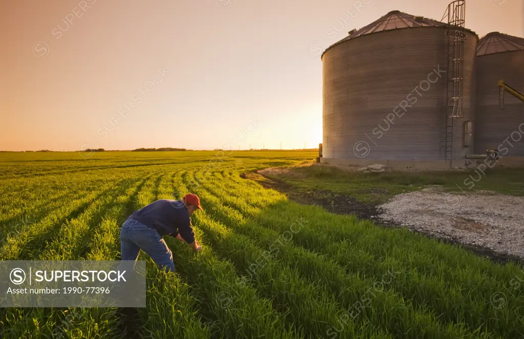 a man scouts an early growth wheat field next to grain storage bins, near Dugald, Manitoba, Canada