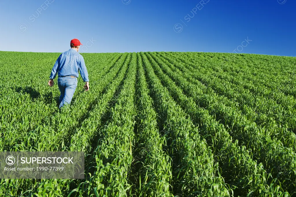 a man scouts a mid-growth wheat field near Holland, Manitoba, Canada