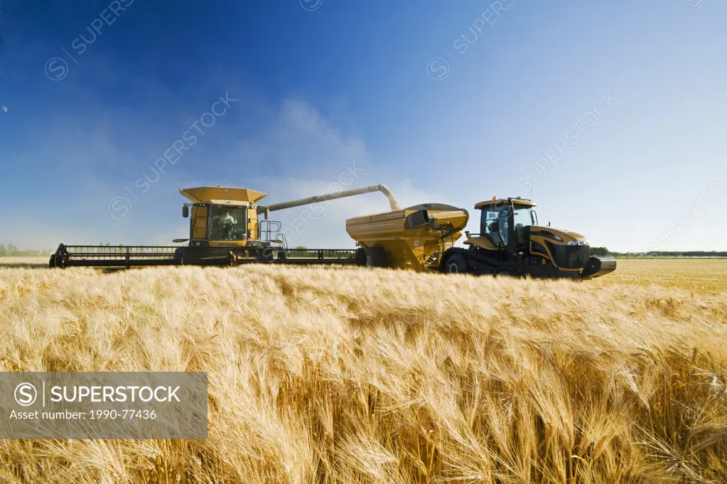 a combine unloads into a grain wagon on the go during the barley harvest, near Dugald, Manitoba, Canada