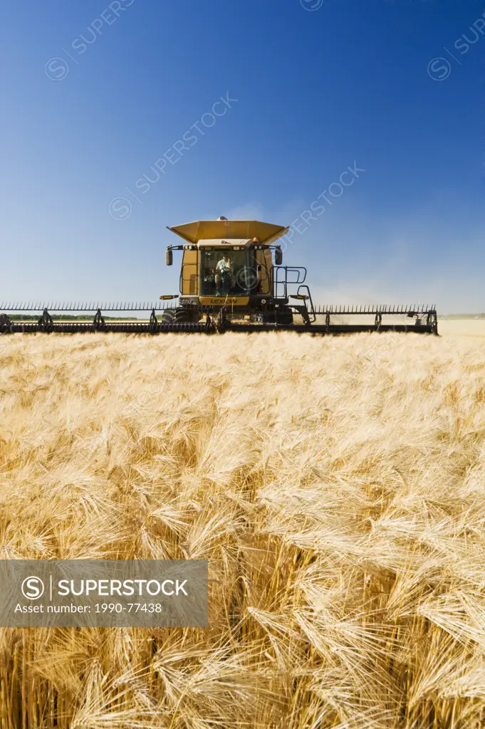 barley harvest, near Dugald, Manitoba, Canada
