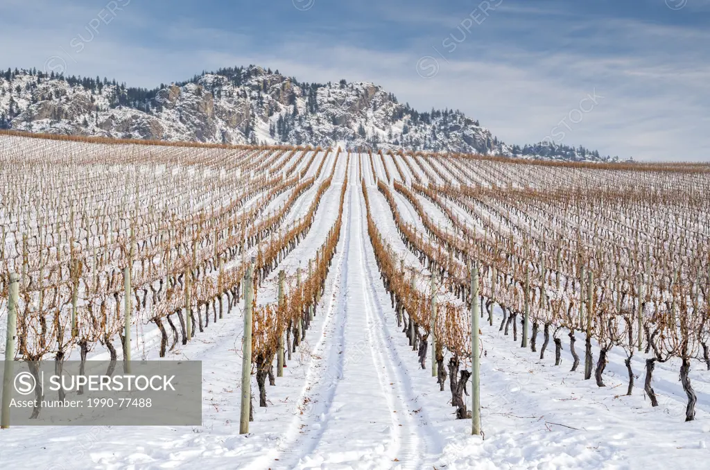 Vineyards in the winter between towns of Oliver and Osoyoos in the south Okanagan Valley of British Columbia, Canada.