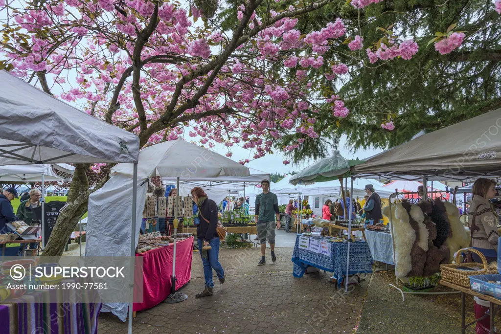 Cherry blossoms and the Saturday Market, Salt Spring Island, British Columbia, Canada