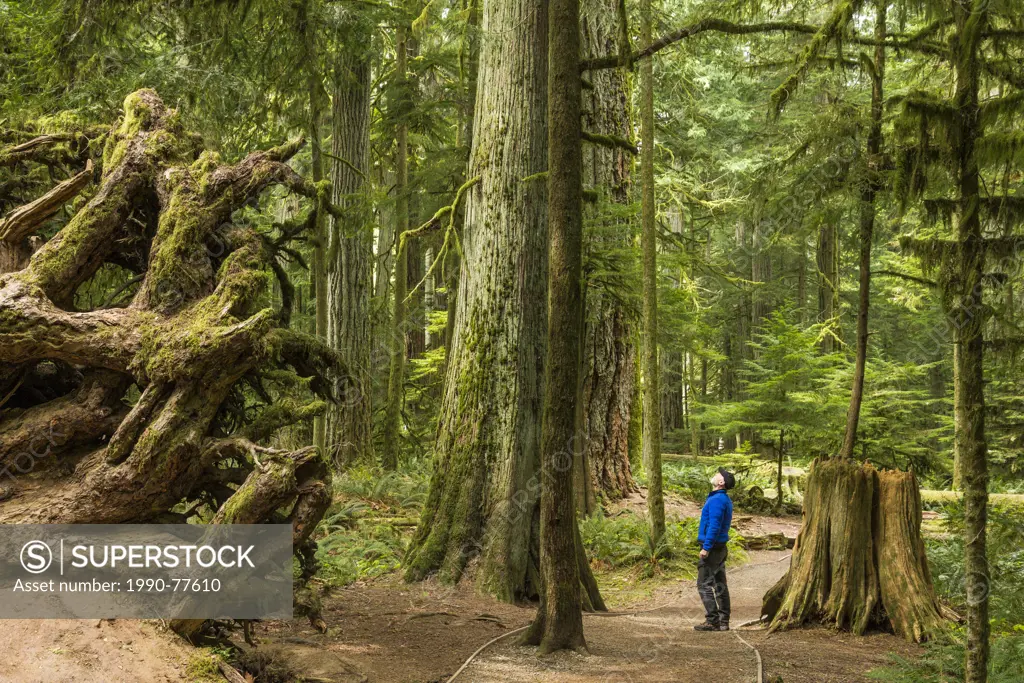 Man looks at old growth cedar tree, Cathedral Grove, MacMillan Provincial Park, Vancouver Island, British Columbia, Canada (self-released)