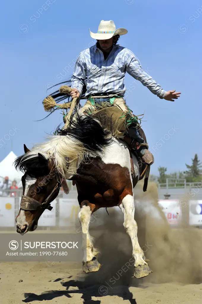 A cowboy riding a rodeo bucking horse at a saddle bronc riding event in Alberta Canada.