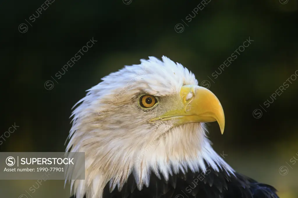 Bald Eagle, (Haliaeetus leucocephalus)