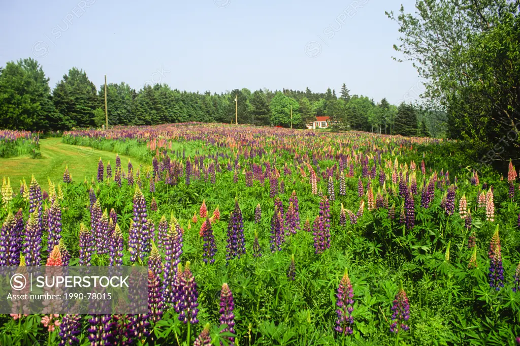 Lupines, South Granville, Prince Edward Island, Canada