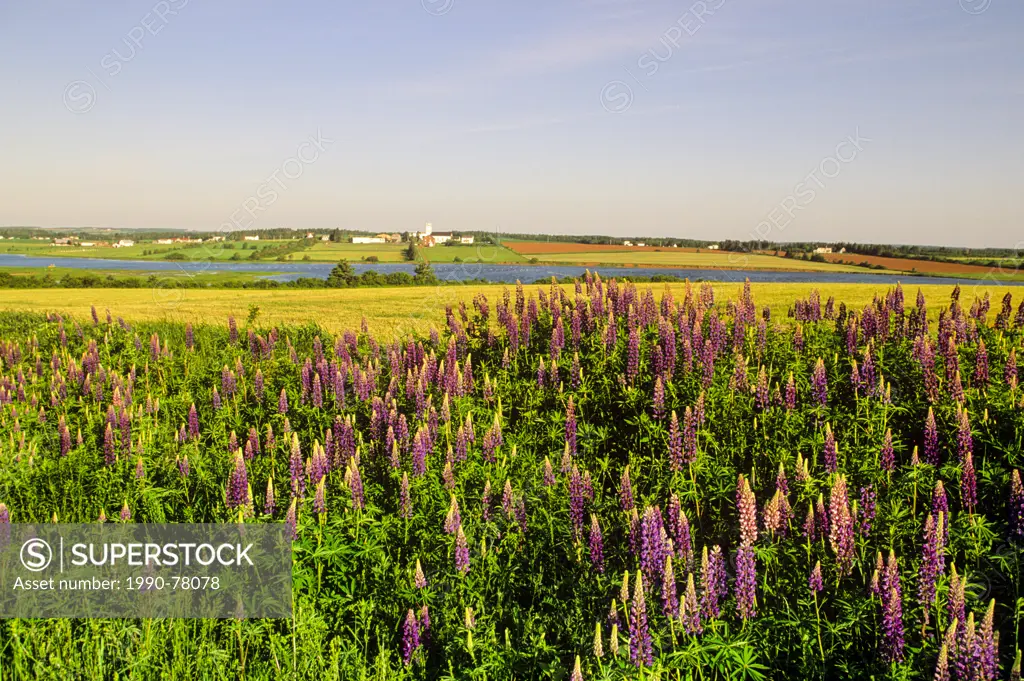Lupine field with South rustico in background, Prince Edward Island, Canada