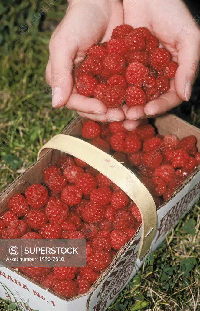 Raspberries freshly picked and ready for sale on Île d´Orléans in the St  Lawrence River, Quebec, Canada