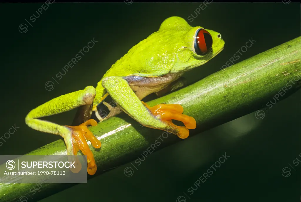 Immature, Red-eyed Leaf Frog, (Agalychnis callidryas), Costa Rica