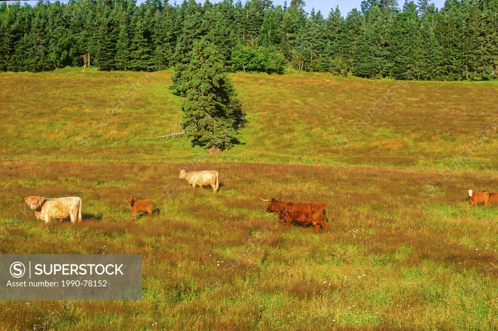 Scottish Highland cattle, Prince Edward Island, Canada