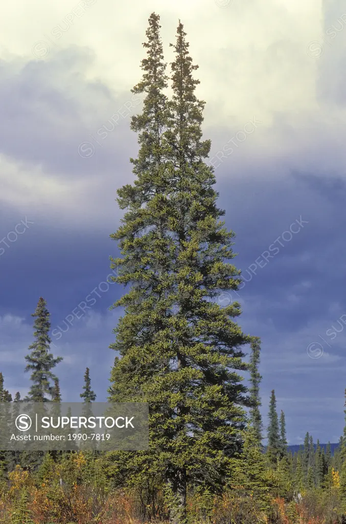 Black spruce at the treeline of the tundra, Northwest Territories, Canada