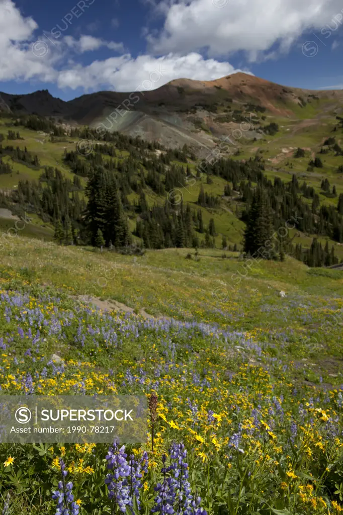 Wildflower Meadows and Taylor Peak, Southern Chilcotins British Columbia, Canada