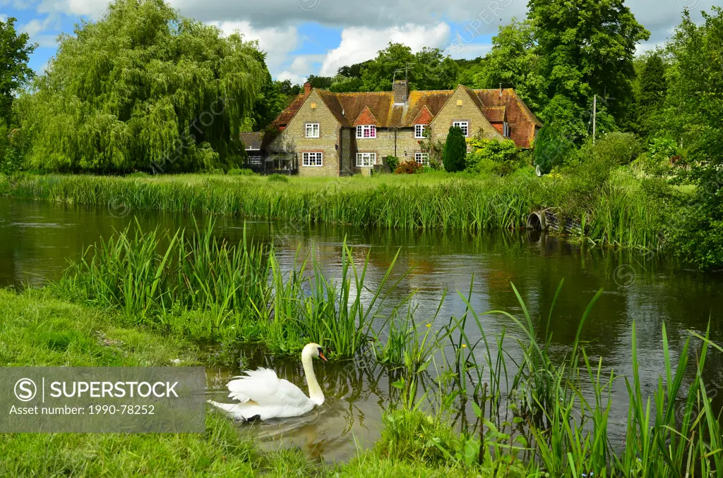 Mute Swan, Cygnus olor, swimming along the rivers edge near country estate, Avon River, Chalkstreams, England