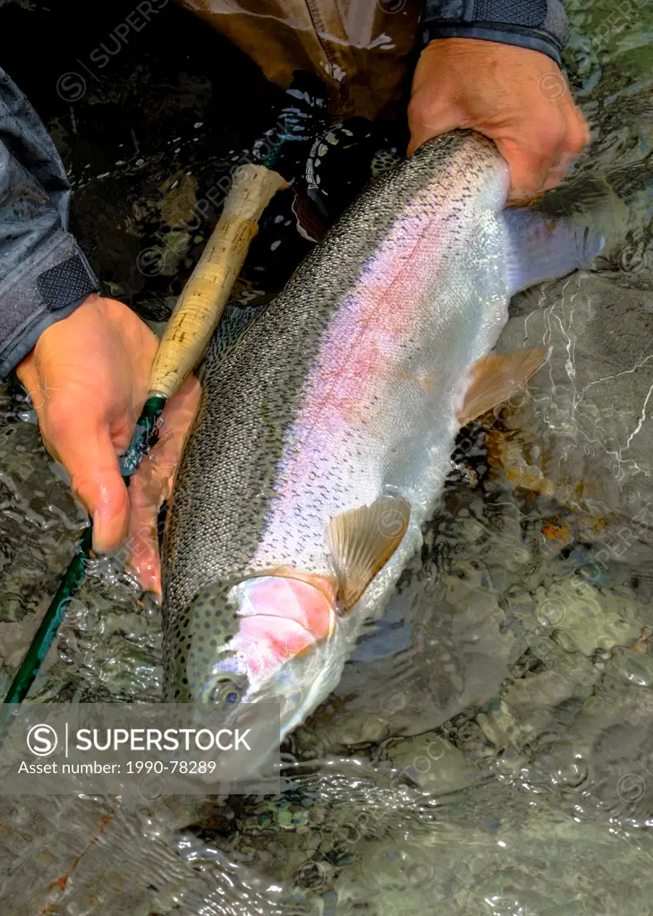 Rainbow Trout, Oncorhynchus mykiss, Fly Fishing