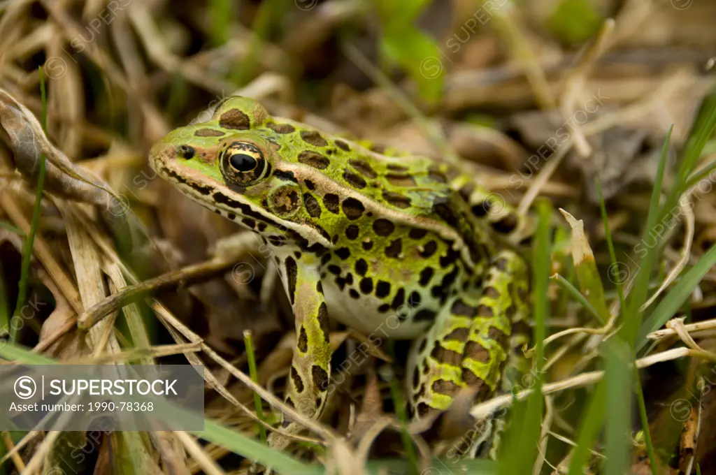 A Northern Leopard Frog, Lithobates pipiens, in Ontario