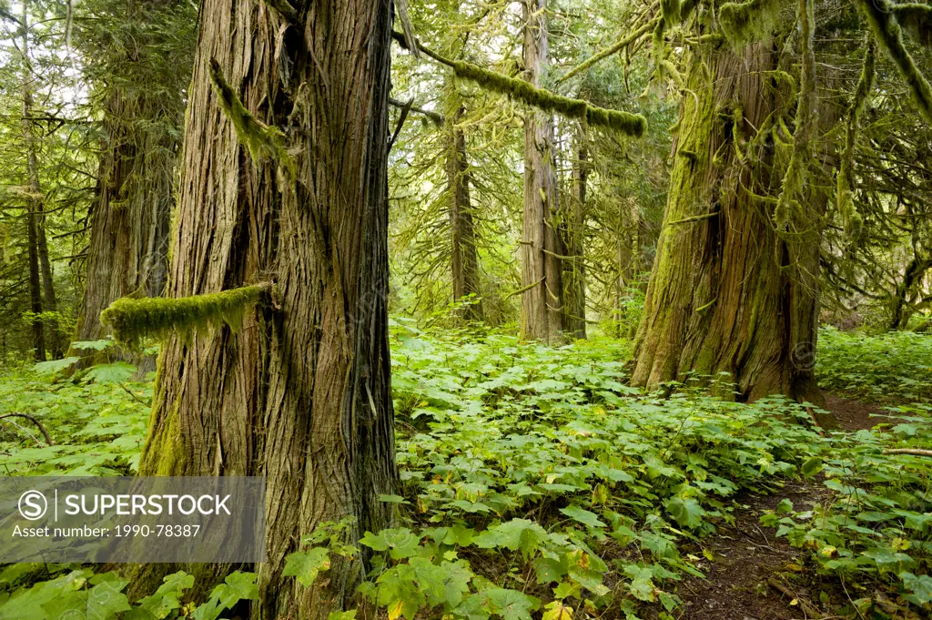 Old-growth cedars (Thuja plicata) in Snootli Regional Park, Bella Coola, British Columbia