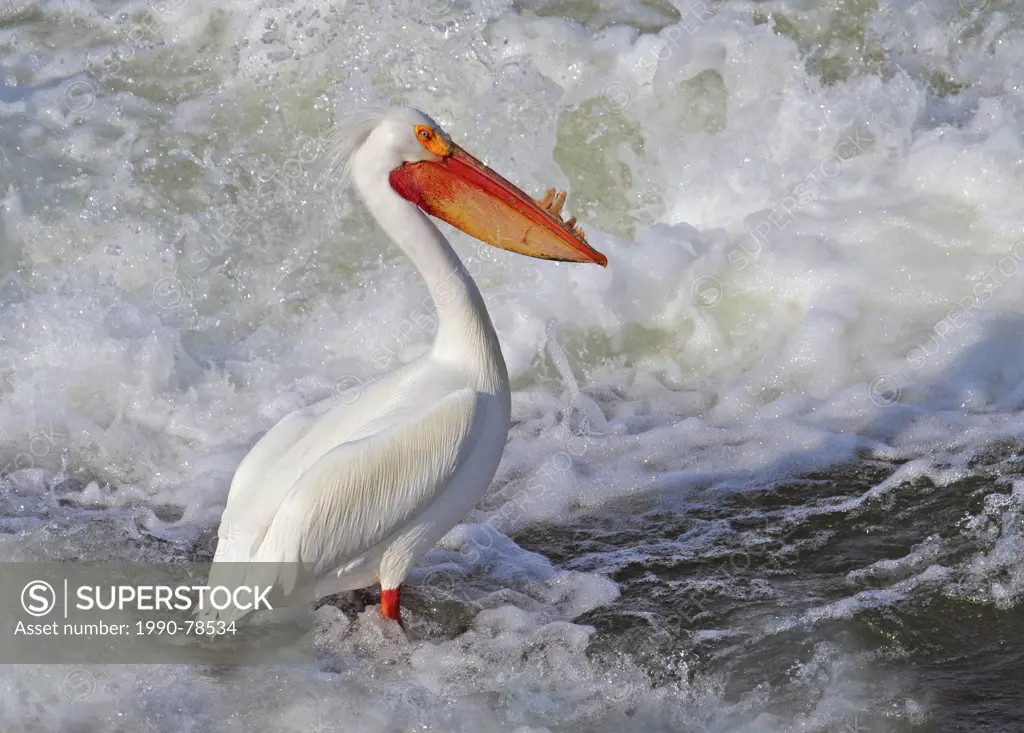 American White Pelican, Pelecanus erythrorhynchos, at South Saskatchewan River, Saskatchewan, Canada