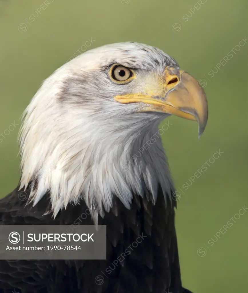 Bald Eagle, Haliaeetus leucocephalus, perched in Saskatchewan, Canada