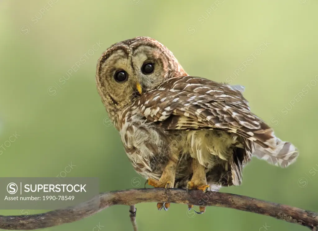 Barred Owl, Strix Varia, perched in forest at Beauval, Saskatchewan