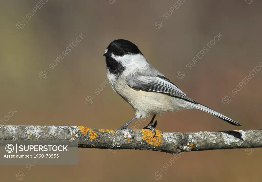 Black-capped Chickadee, Poecile atricapillus, perched on branch in Autumn at Pike Lake, Saskatchewan