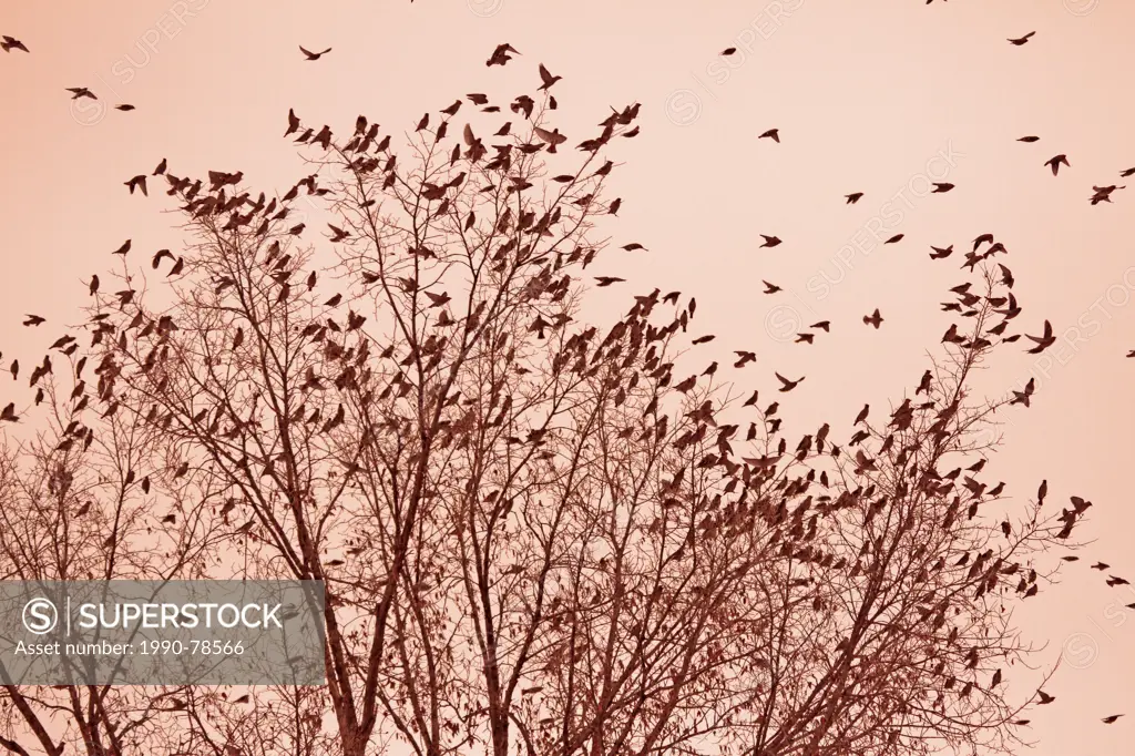 A flock of Bohemian Waxwings in early evening, Saskatoon, Saskatchewan