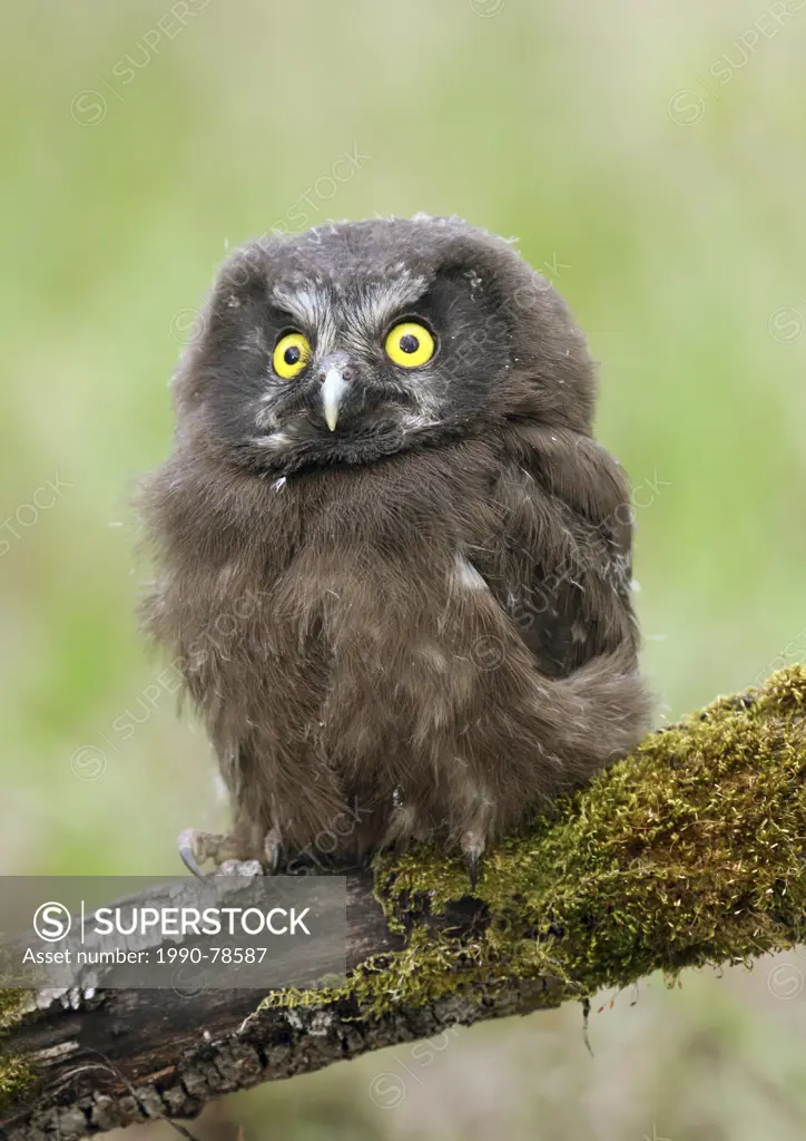 A Boreal Owl chick, Aegolius funereus, perched on a log in the Nisbet Forest, Saskatchewan,Canada