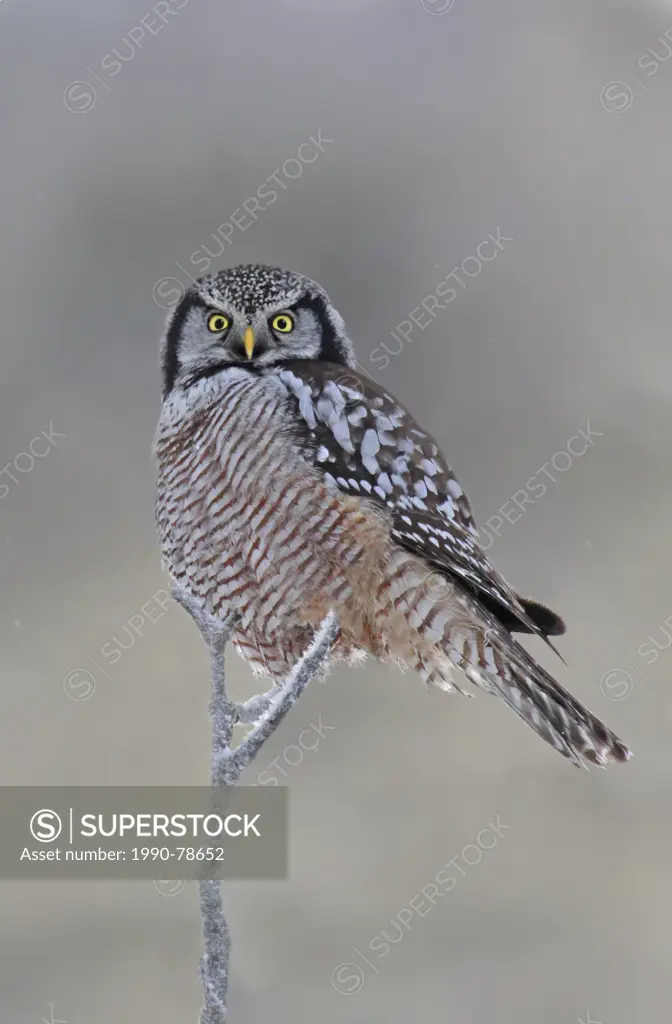 A Northern Hawk Owl, Surnia ulula, perched at Prince Albert National Park, Saskatchewan, Canada
