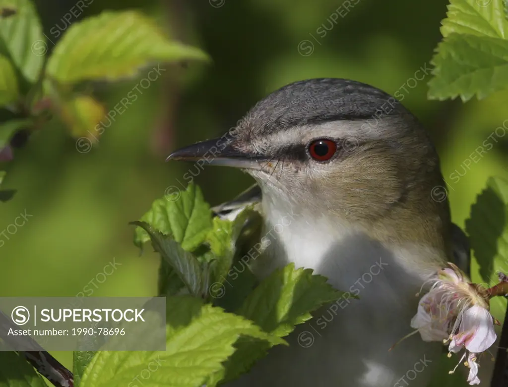 A Red-eyed Vireo, Vireo olivaceus, peers out from a bush in Saskatoon, Saskatchewan