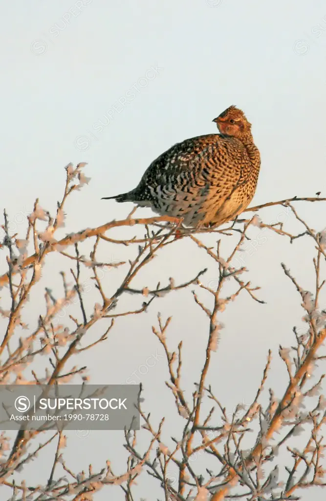 Sharp-tailed Grouse female, Tympanuchus phasianellus, perched during winter, early morning in Saskatchewan