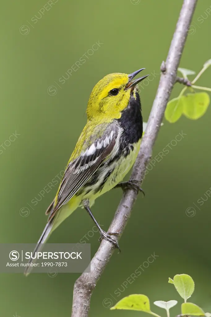 A Black-throated Green Warbler Dendroica virens at the Albion Hills Conservation Area in Ontario, Canada