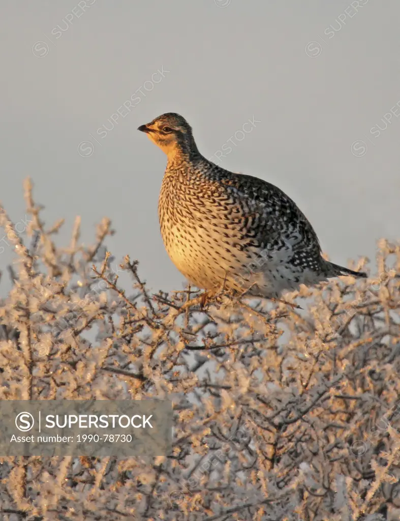 Sharp-tailed Grouse , Tympanuchus phasianellus, perched on frosty tree in winter, in Saskatchewan