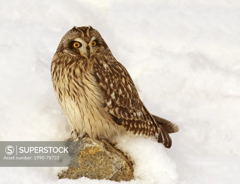 Short-eared Owl, Asio flammeus, sat in the snow, at Gardiner Dam, Saskatchewan