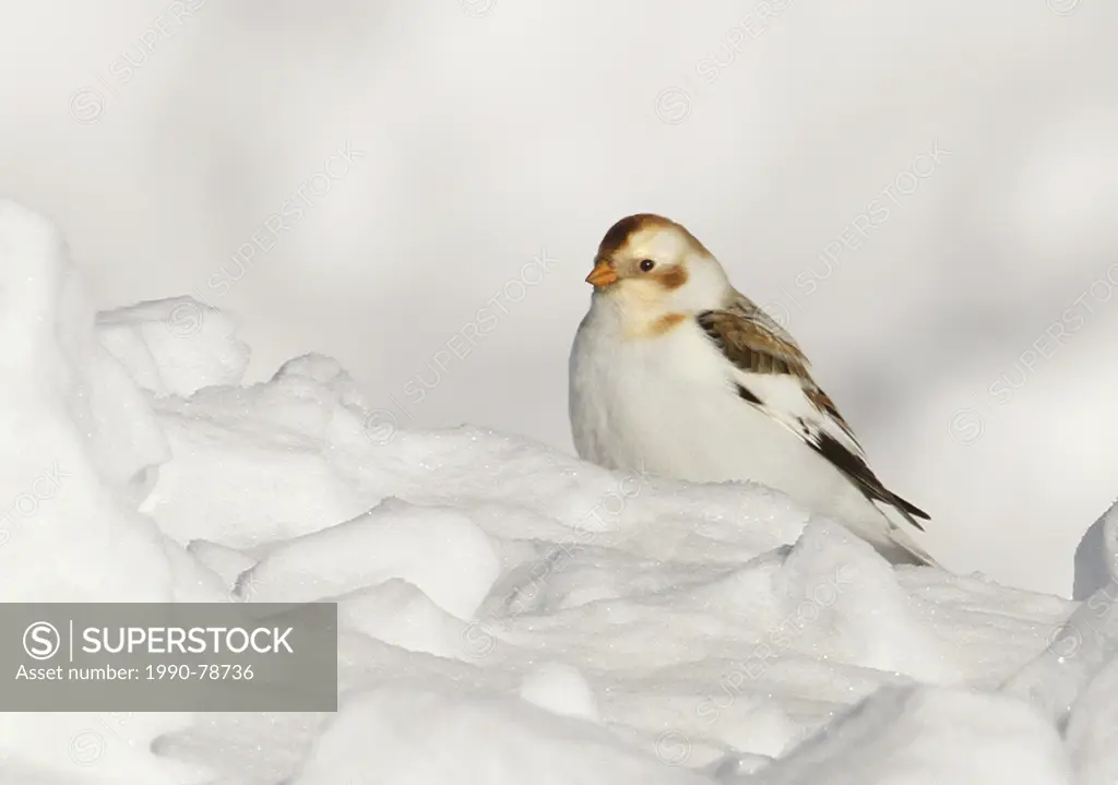 Snow Bunting, Plectrophenax nivalis, sat on a snow bank, in Saskatchewan