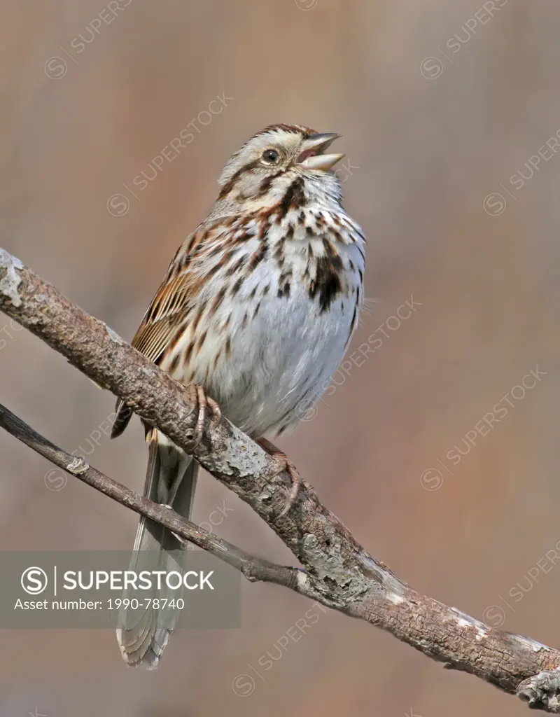 A Song Sparrow, Melospiza melodia, sings from a perch, in Saskatoon, Saskatchewan