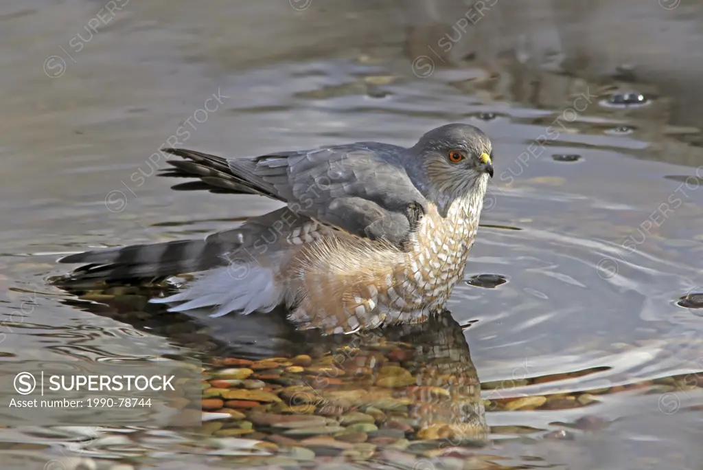 A Sharp-shinned Hawk, Accipiter striatus, bathing in a pond in Saskatoon
