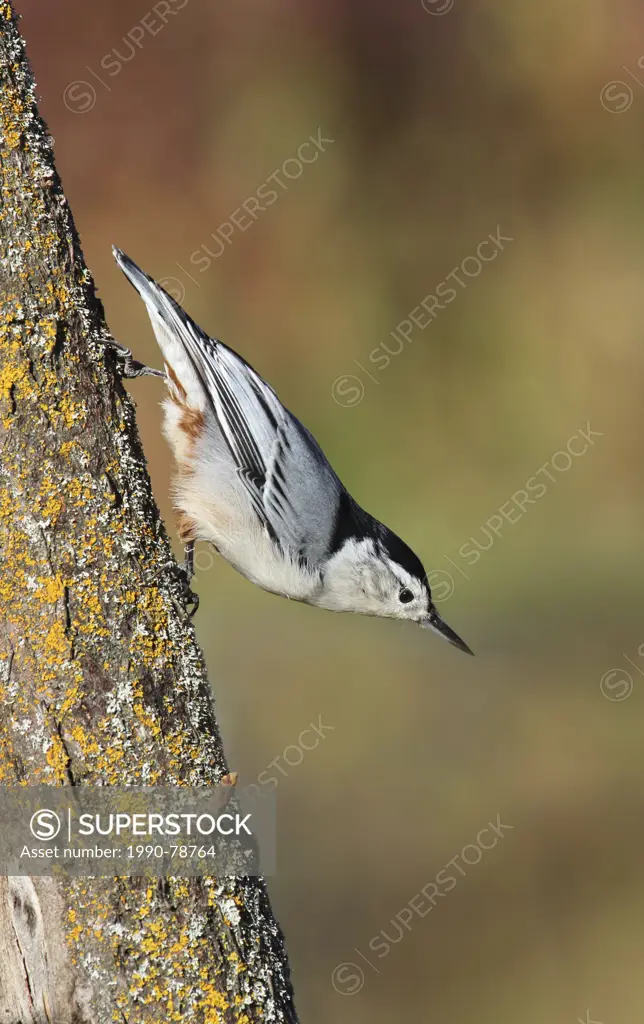A White-breasted Nuthatch, Sitta carolinensis, climbs down a tree in Fall, at Pike Lake, Saskatchewan