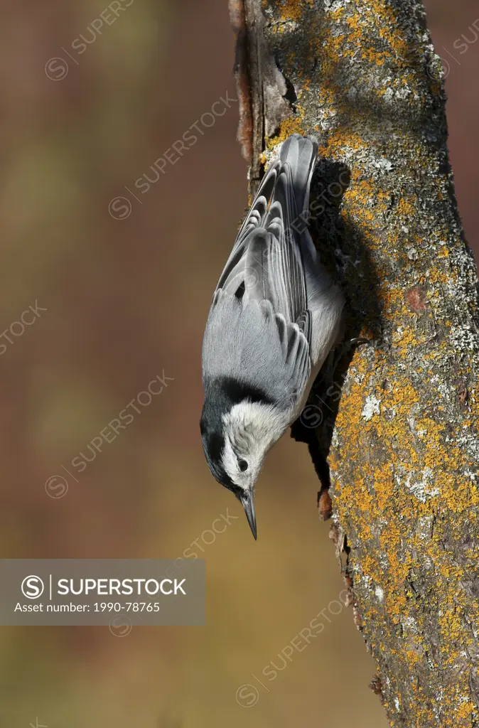 A White-breasted Nuthatch, Sitta carolinensis, perched on a tree in Fall, at Pike Lake, Saskatchewan