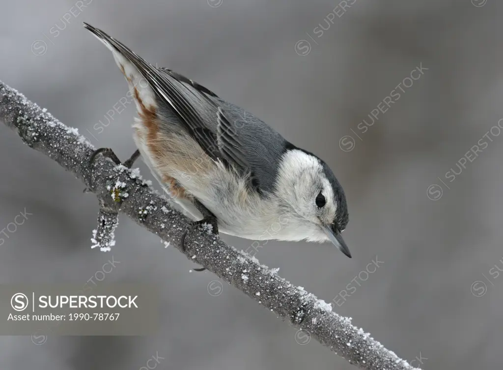 White-breasted Nuthatch, Sitta carolinensis, perched on a frosty tree branch at Pike Lake, Saskatchewan