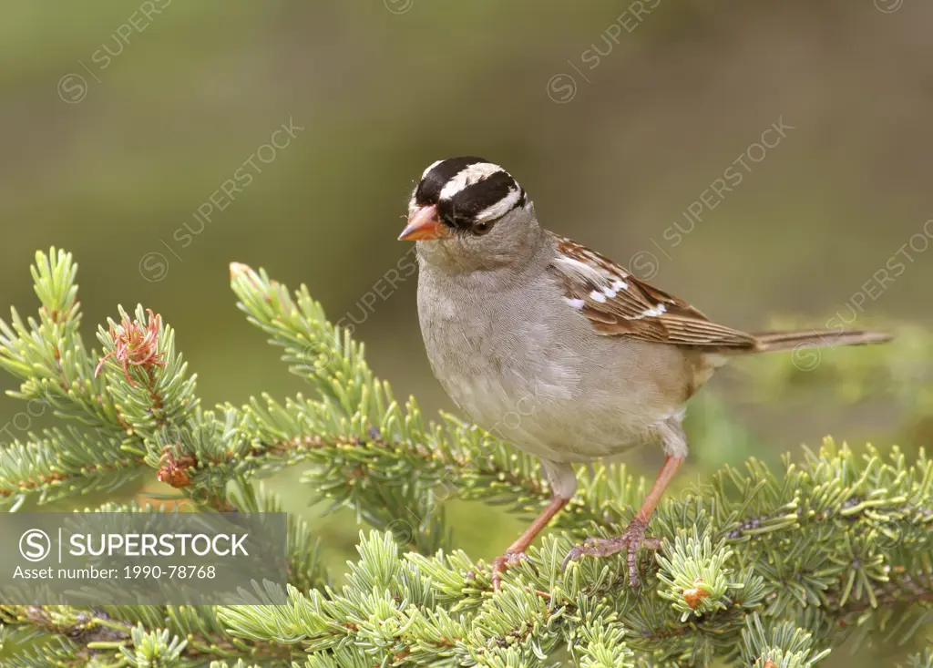 A White-crowned Sparrow, Zonotrichia leucophrys, perched on a spruce branch, at Lake Louise, Alberta