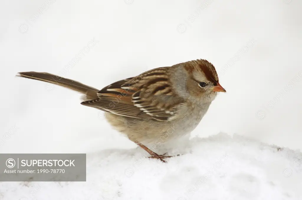 White-crowned Sparrow, Zonotrichia leucophrys, juvenile bird on the snow, in Saskatoon, Saskatchewan