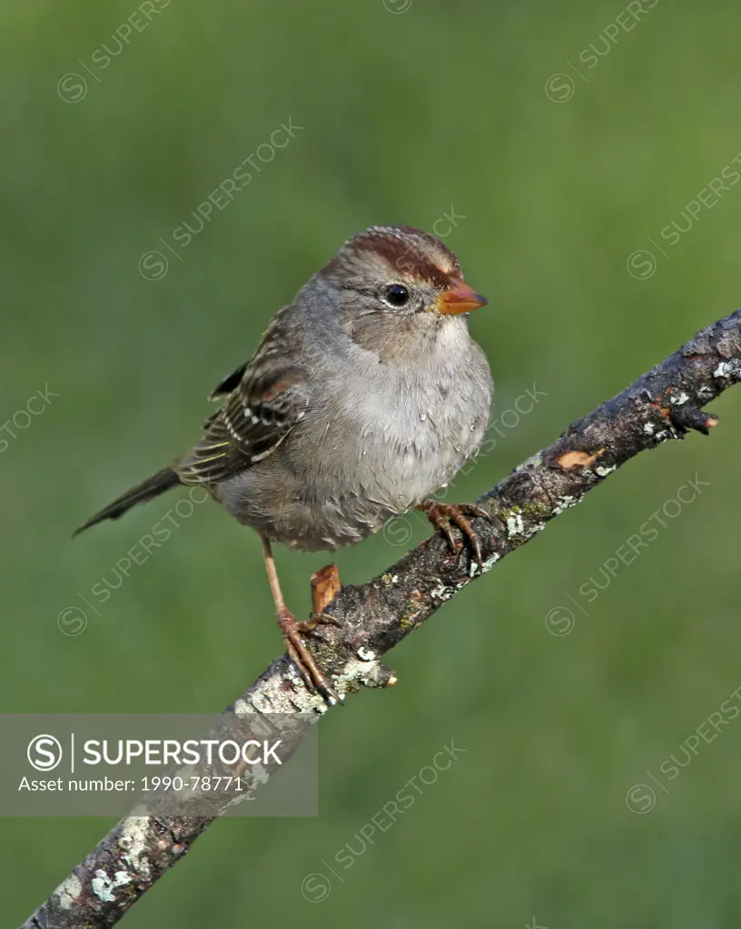 White-crowned Sparrow juvenile, Zonotrichia leucophrys, perched on a branch in Saskatoon, Saskatchewan