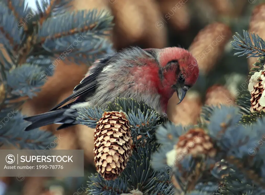 A male White-winged Crossbill, Loxia leucoptera, perched in a spruce tree in Elbow, Saskatchewan