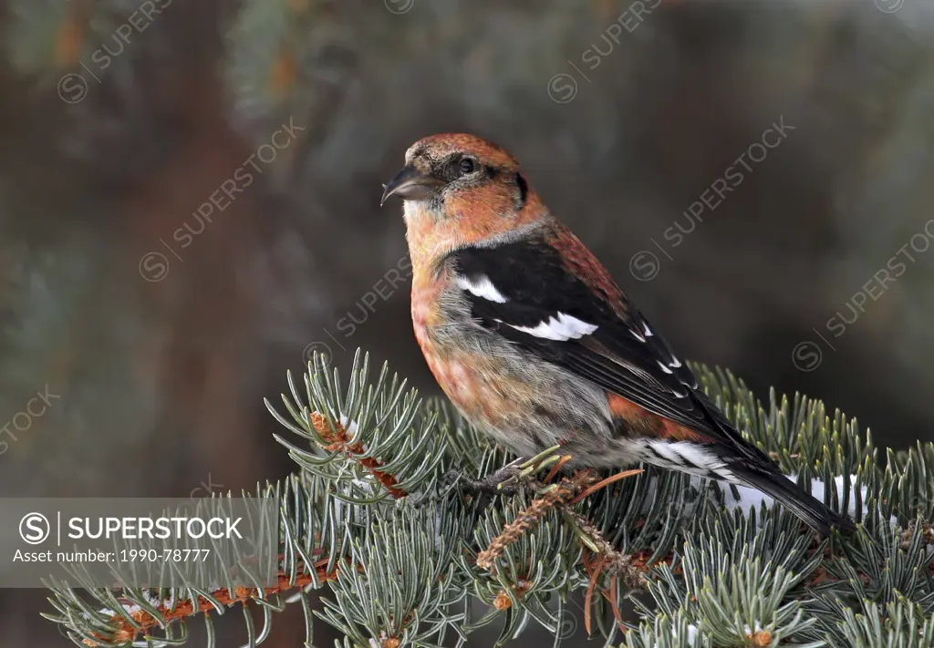 A male White-winged Crossbill, Loxia leucoptera, perched in a spruce tree, in Saskatoon, Saskatchewan